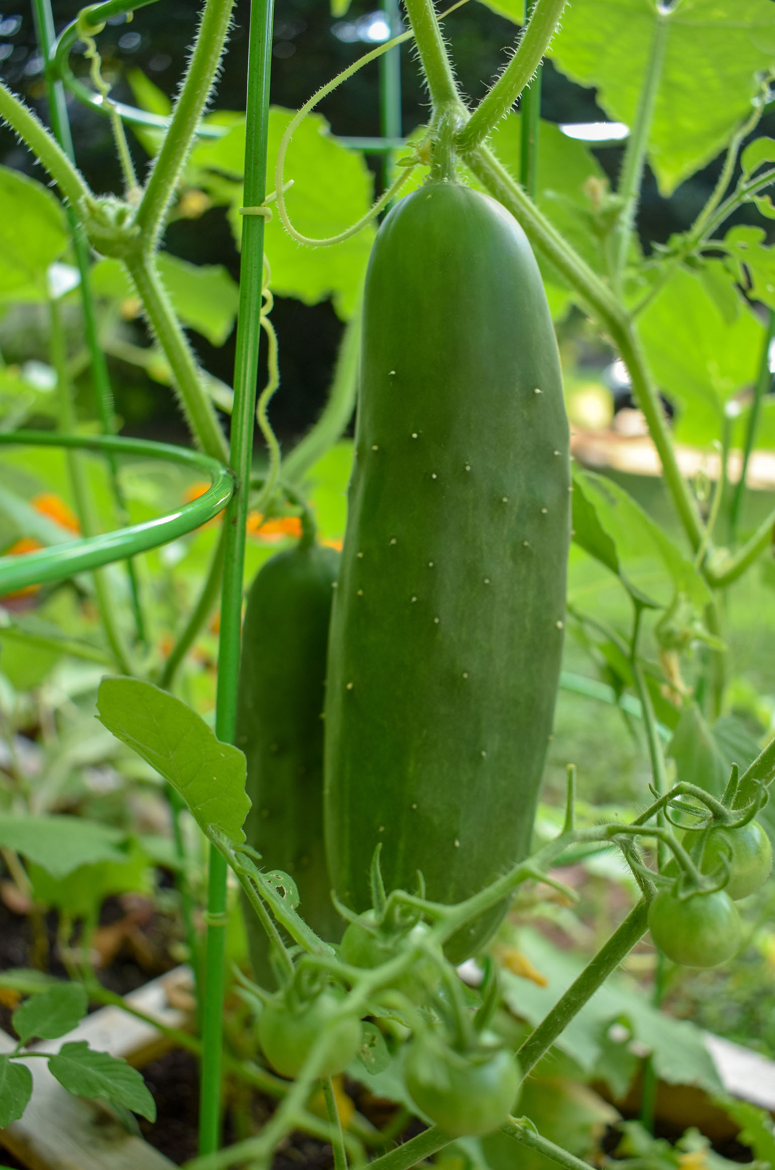 Growing Cucumbers in The Amateur Garden