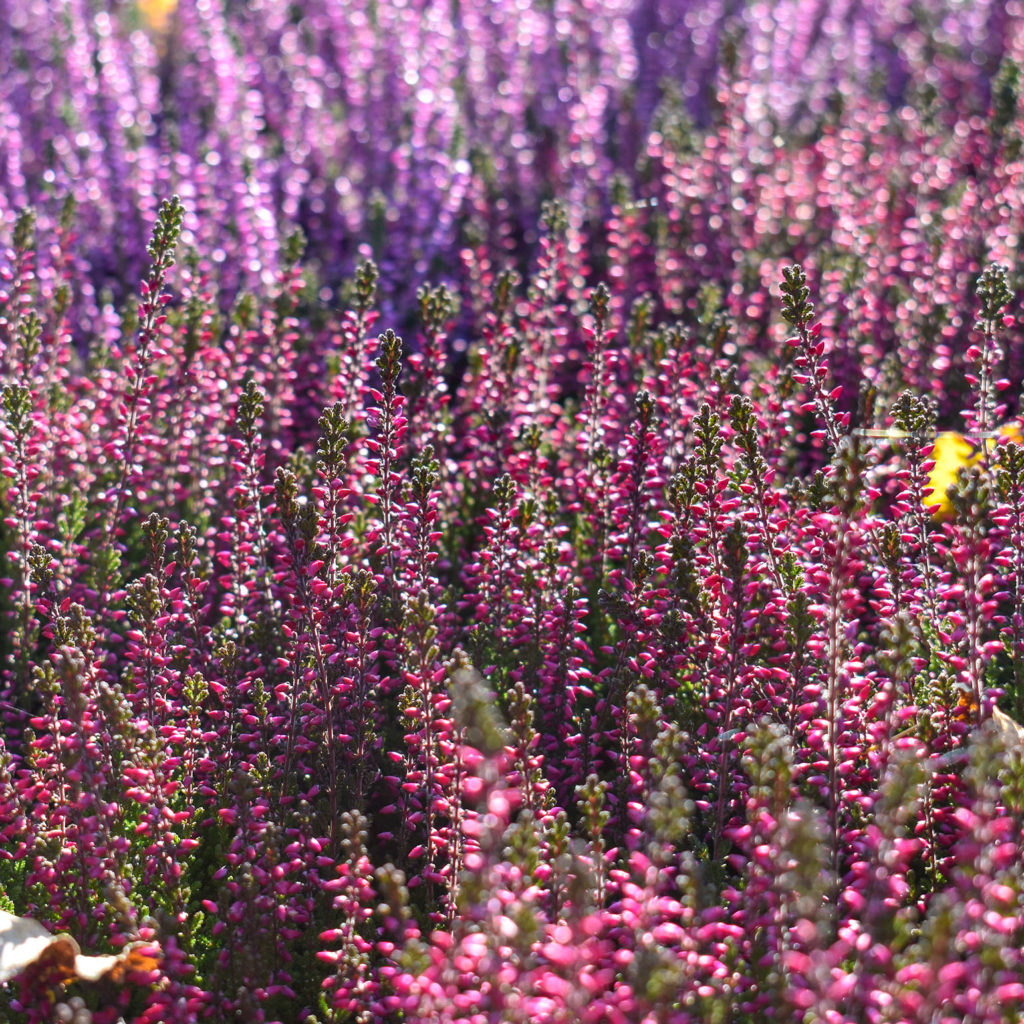 Flowers in Berlin- Instagram Accounts