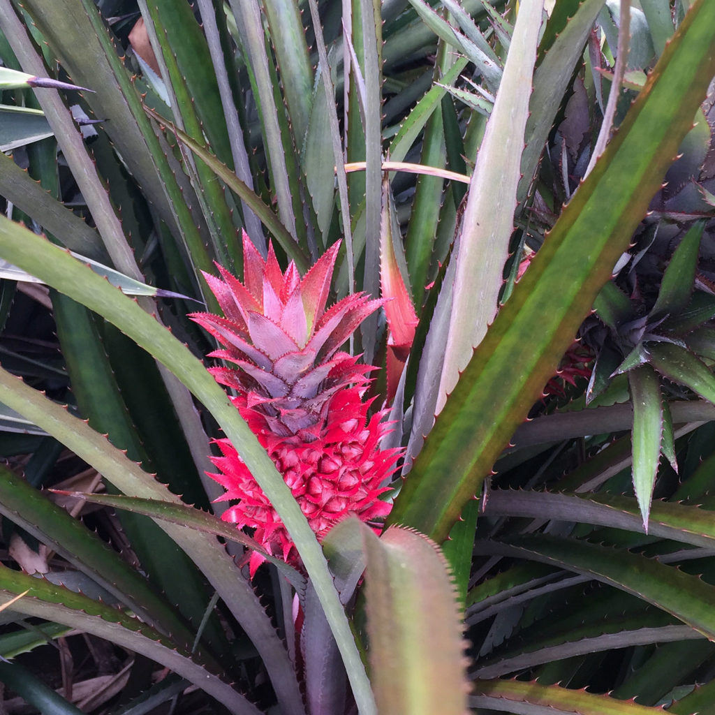 Pink Pineapple, Colombia- Great Weekend