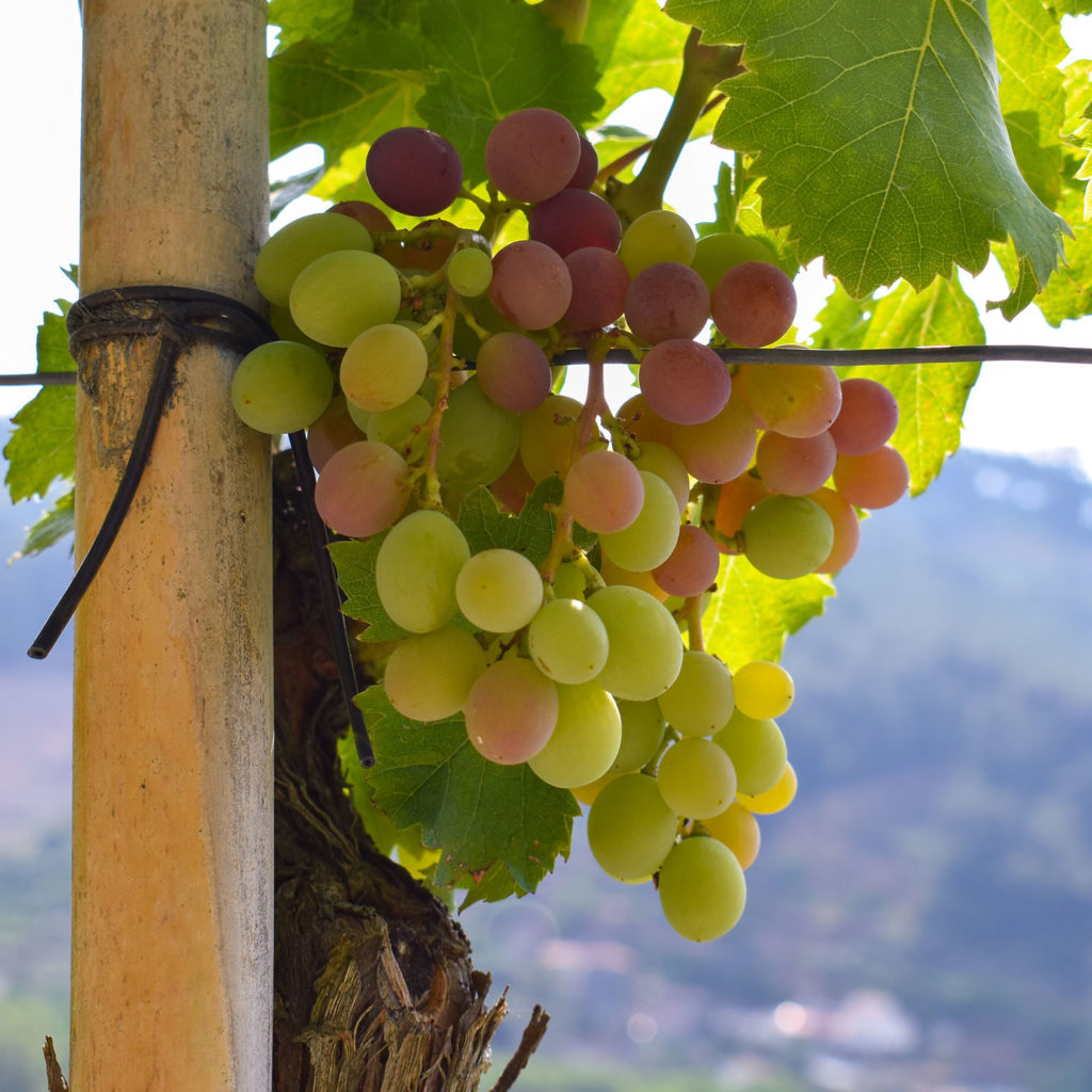 Portugal Grapes- Enjoyable Weekend