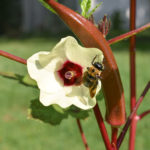 Burgundy Okra and Bee- The Amateur Garden Summer Season