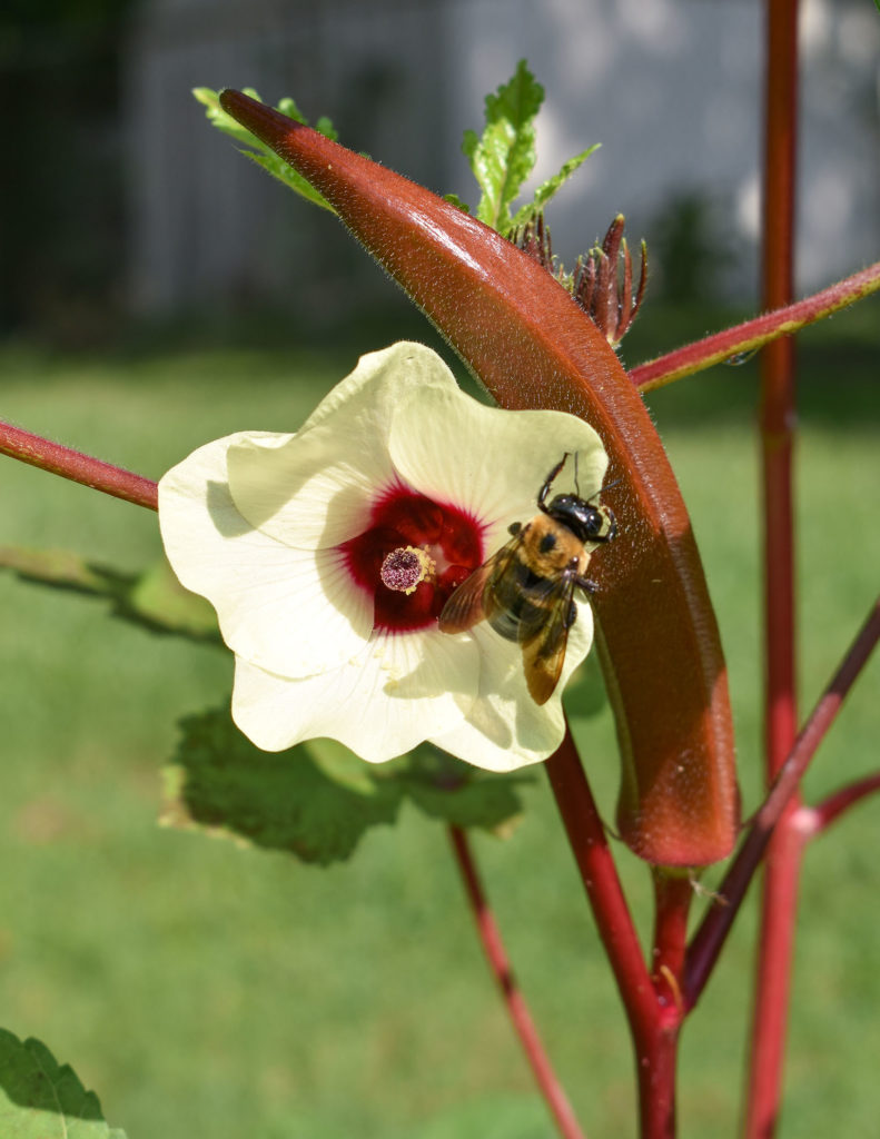 Burgundy Okra and Bee- The Amateur Garden Summer Season