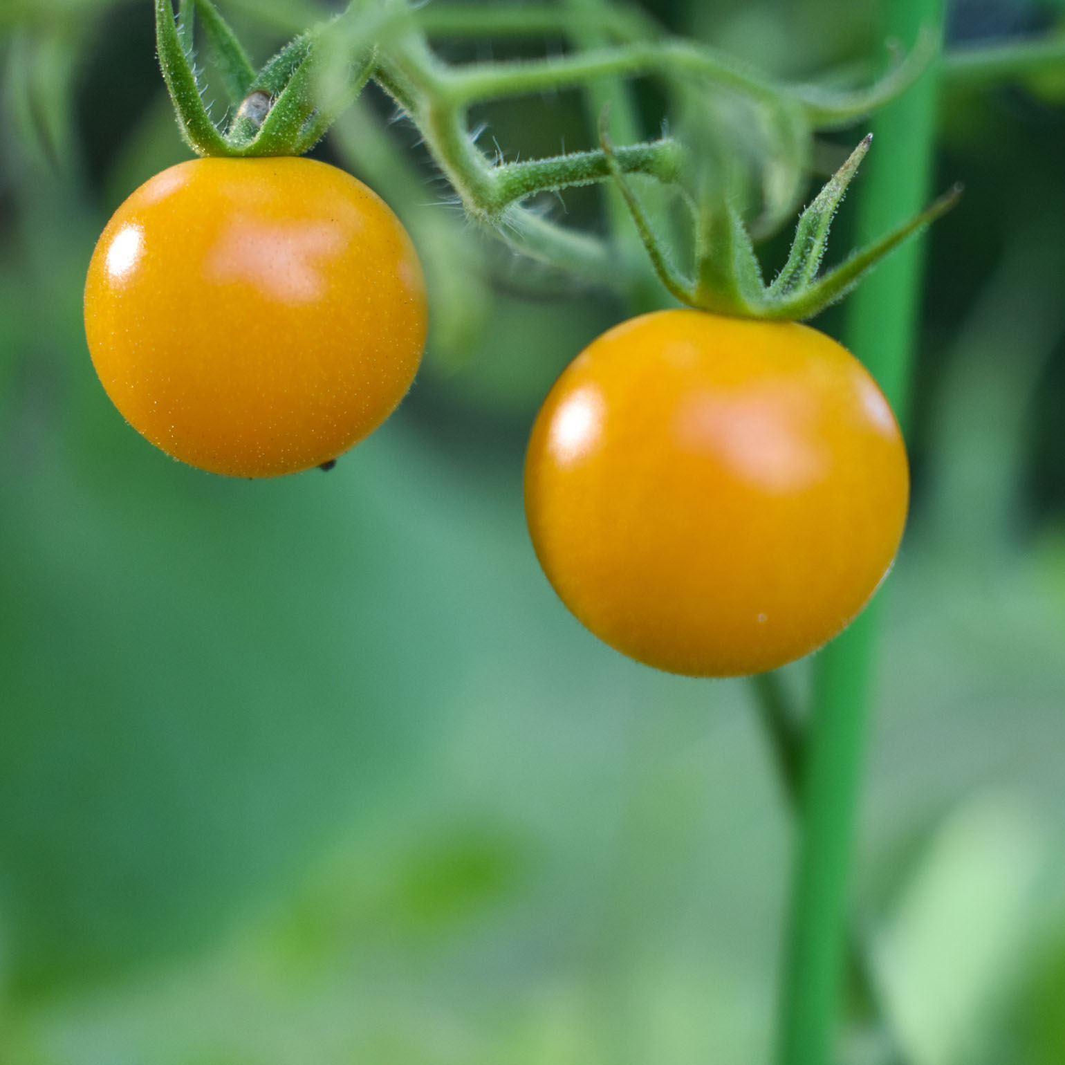 Sun gold tomatoes- The Amateur Garden Summer Season