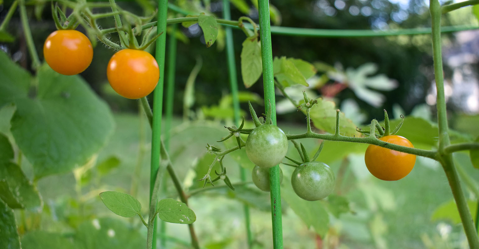 Planting a fall garden- sun gold tomatoes