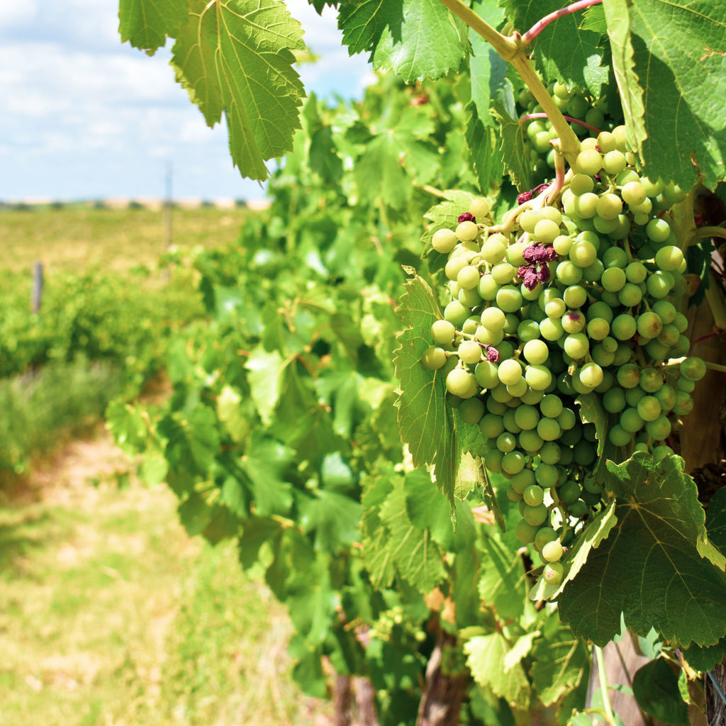 Good Weekend- Portugal grape vines