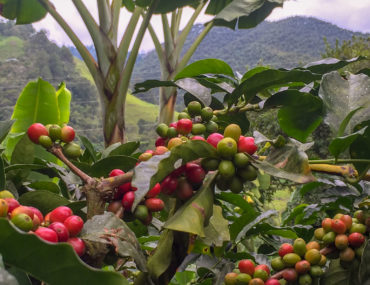 Coffee beans in Colombia- Weekend Reading