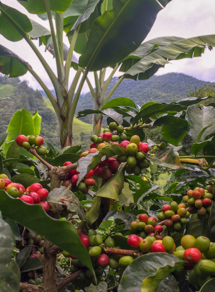 Coffee beans in Colombia- Weekend Reading