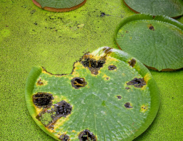 Lily Pads- Weekend Reading