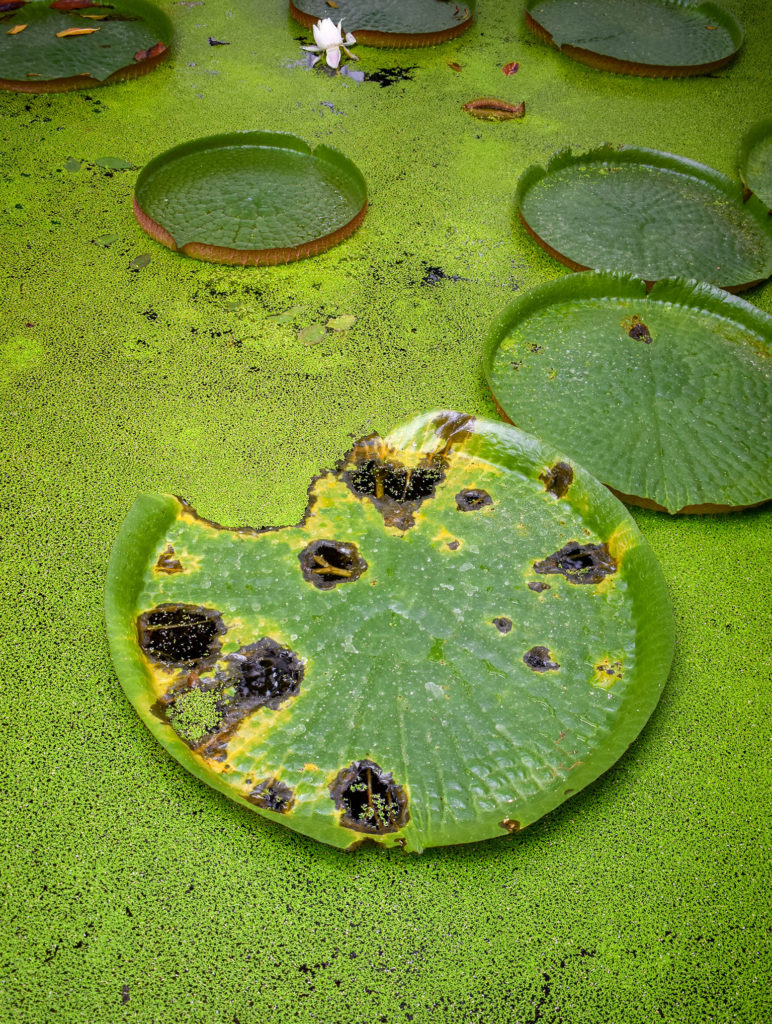 Lily Pads- Weekend Reading