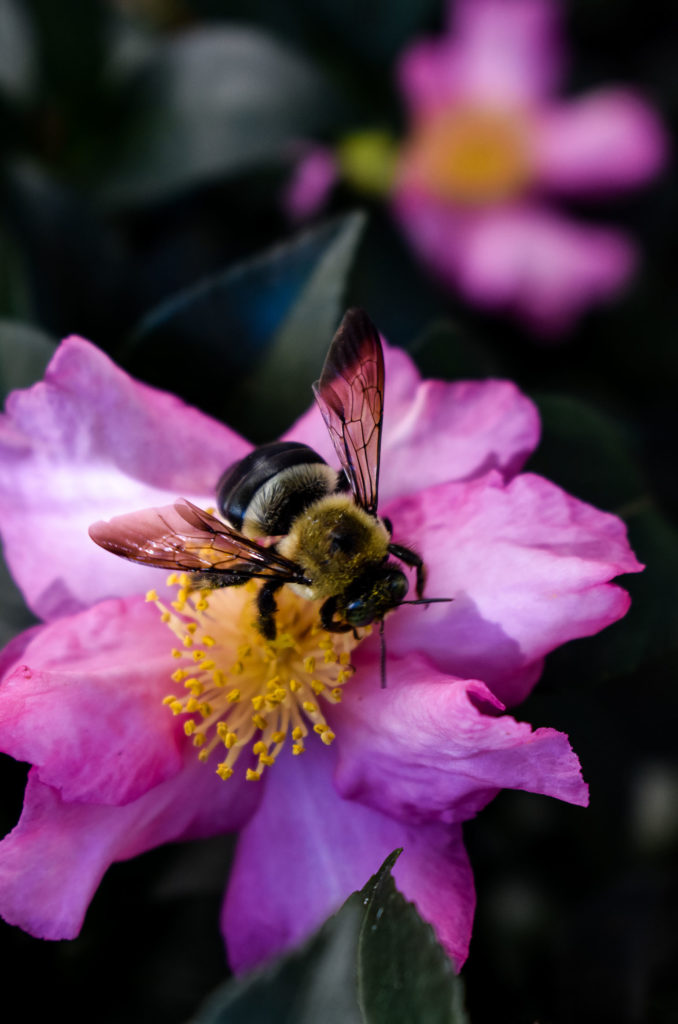 Bee on Flower- Weekend Reading