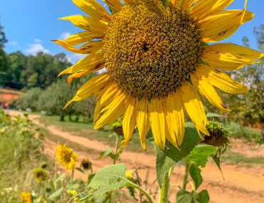 Sunflowers- Weekend Reading