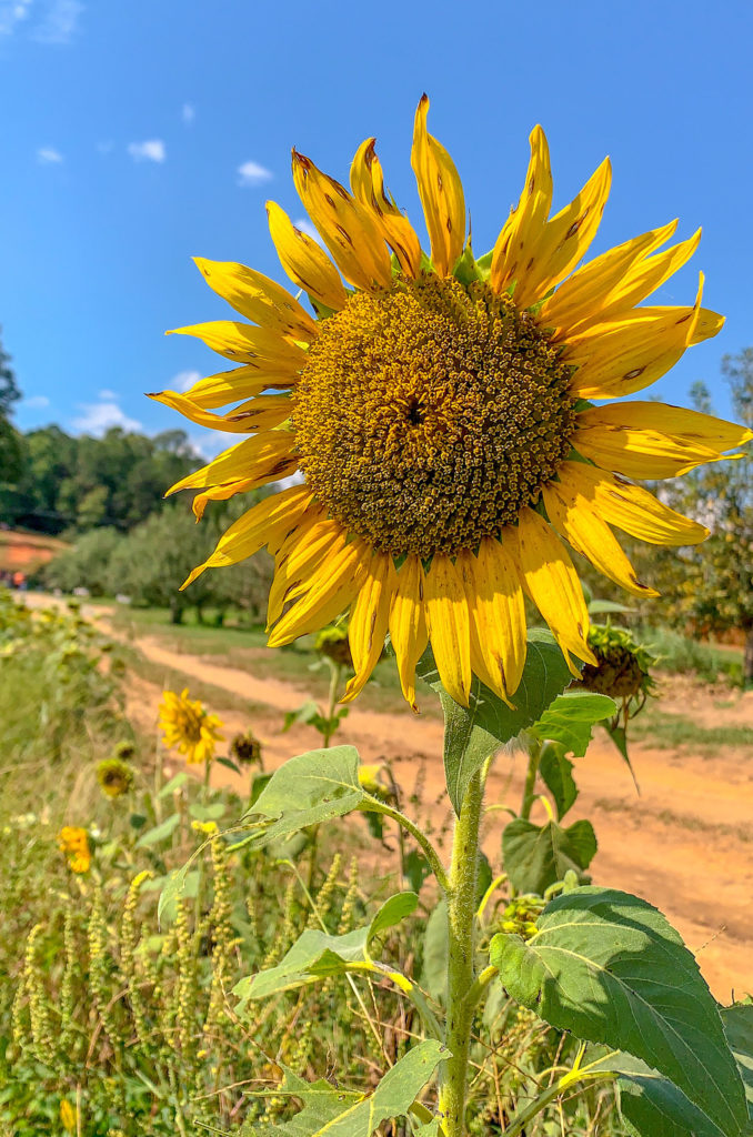 Sunflowers- Weekend Reading